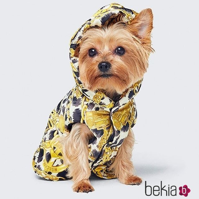 Camiseta para perro diseñada por Moschino para H&M