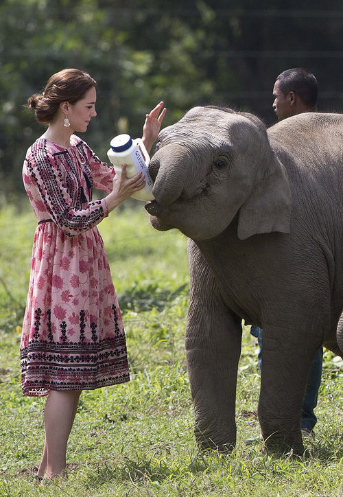 Kate Middleton alimentando a un elefante en su visita oficial a la India